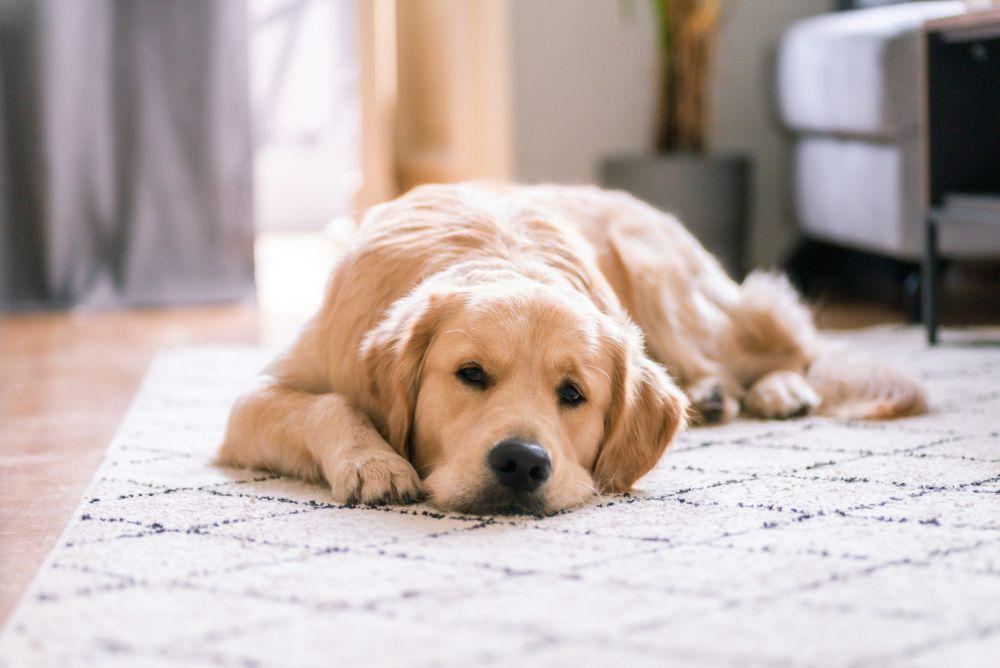 5 Penyebab Anjing Tidak Mau Makan, Bisa Jadi Sedang Sakit!