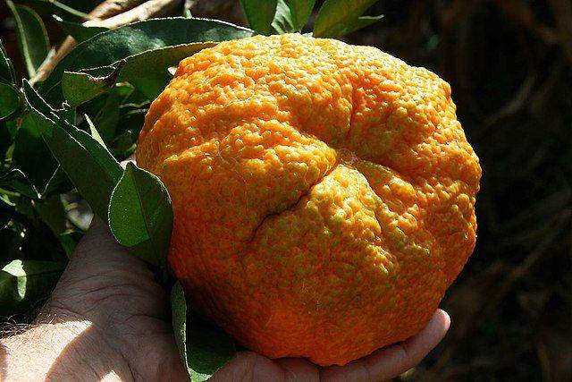 ilustrasi ugli fruit (commons.wikimedia.org/Jpbrigand2)