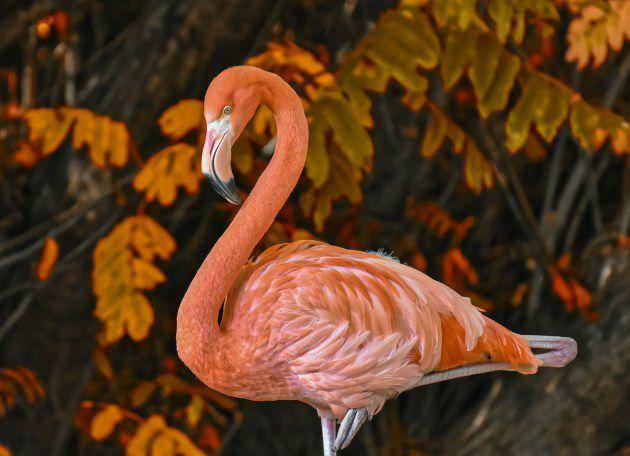 burung flamingo (Twinkl.co.id)