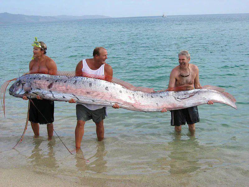 6 Fakta Menarik Oarfish, Ikan yang Kemunculannya Jadi Tanda Tanya