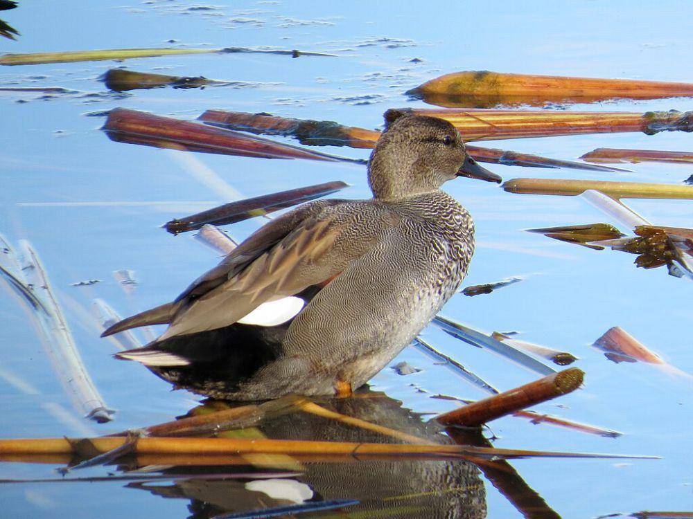 Burung gadwall (commons.wikimedia.org/MPF)