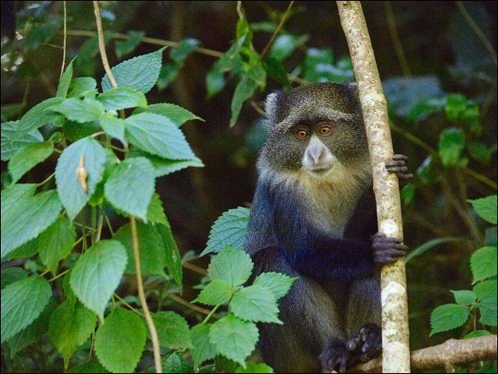 monyet biru (commons.wikimedia.org/John Mackenzie Burke)