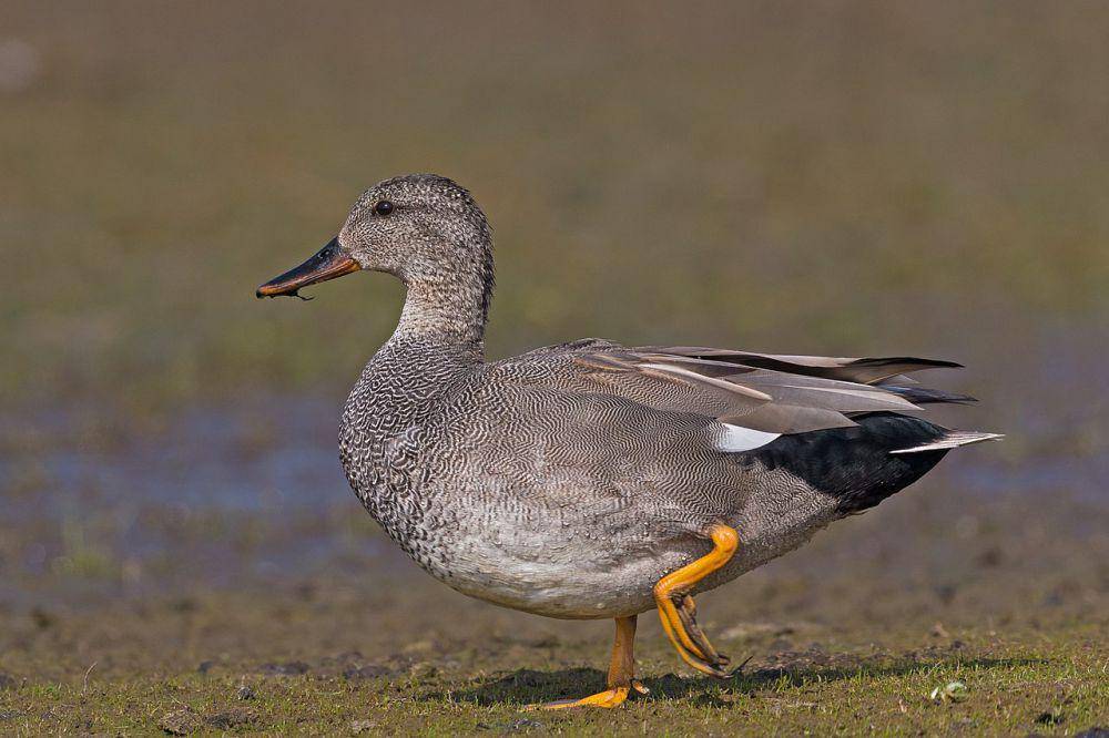 Burung gadwall jantan (commons.wikimedia.org/Andreas Trepte)