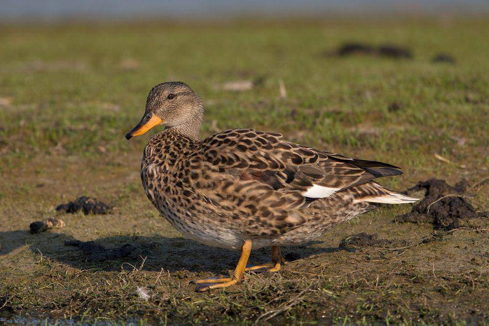 Burung gadwall betina (commons.wikimedia.org/Andreas Trepte)