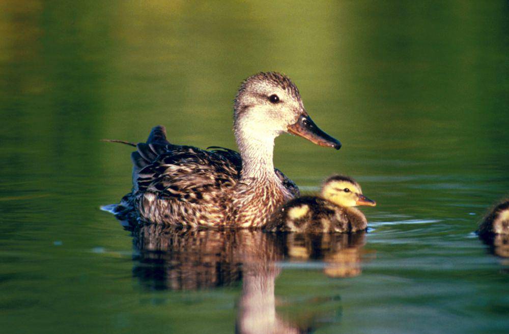 Burung gadwall betina dan anaknya (commons.wikimedia.org/WV-9040-General2)