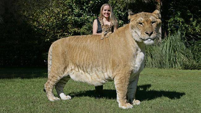 Liger terbesar di dunia (dok. Snapper Media)