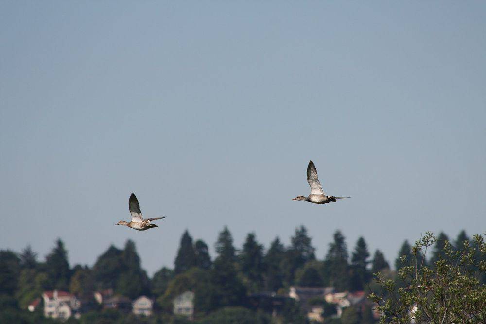 Burung gadwall sedang terbang (commons.wikimedia.org/Walter Siegmund)