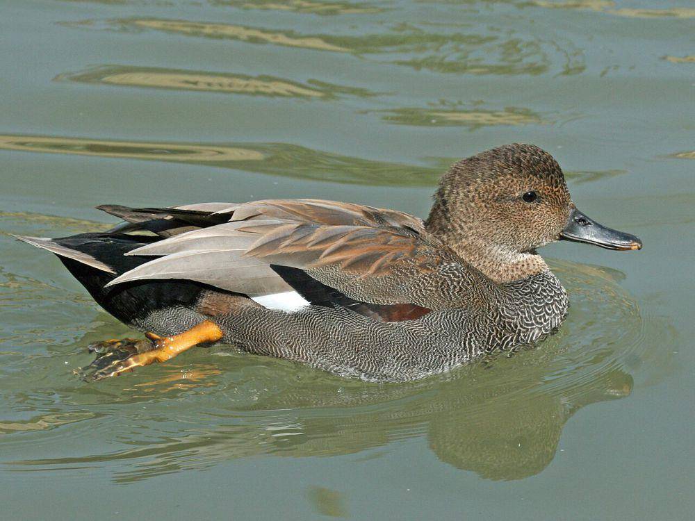 Burung gadwall (commons.wikimedia.org/Dick Daniels)