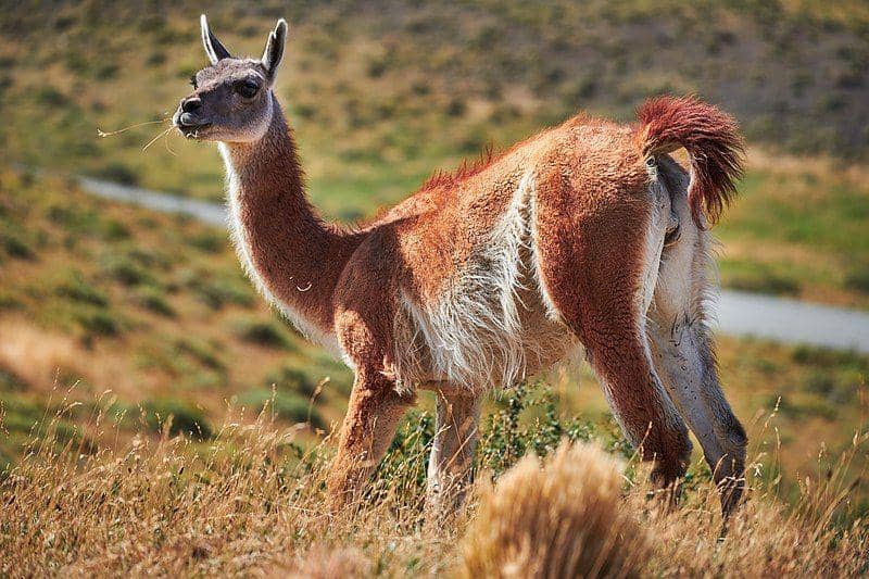 guanako (commons.wikimedia.org/Deensel)