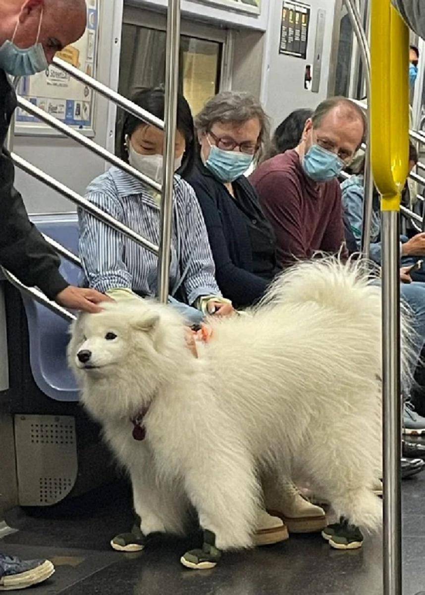potret lucu anjing memakai sepatu (reddit.com/Random_Average_Human)