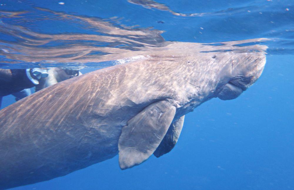 Fakta Menarik Dugong, Ternyata Punya Hubungan Dekat dengan Gajah