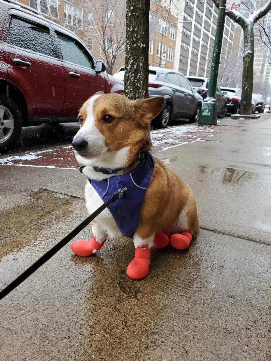 potret lucu anjing memakai sepatu (reddit.com/resurrectdead2001)