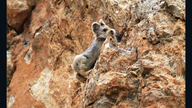 Ili pika (dok.pribadi/Li Weidong)