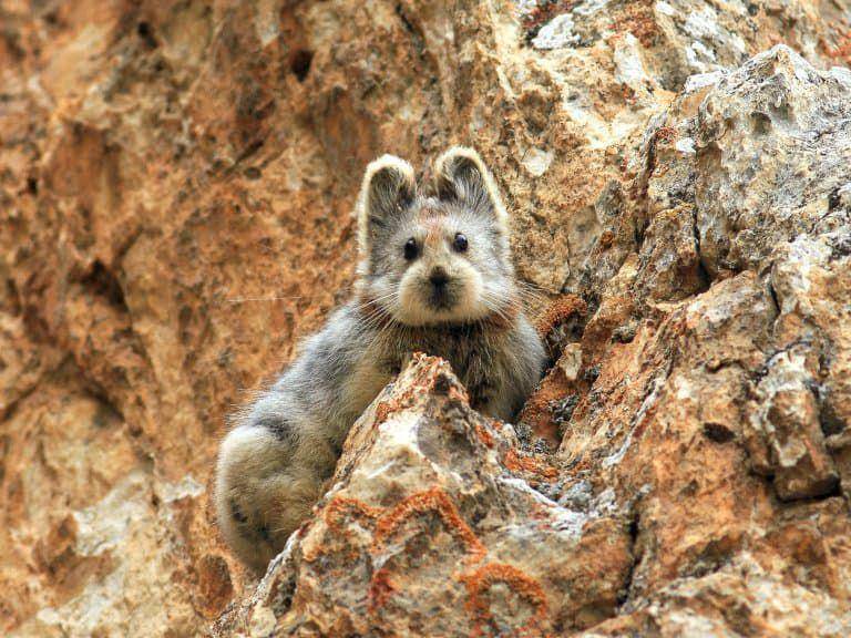 Ili pika (dok.pribadi/Li Weidong)