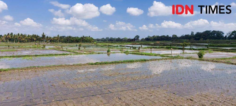 Sawah Seluas 139,3 Hektare di Tabanan Gagal Panen
