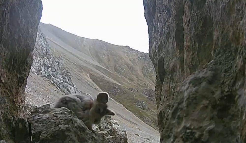 Ili pika (youtube.com/CGTN Global Watch)