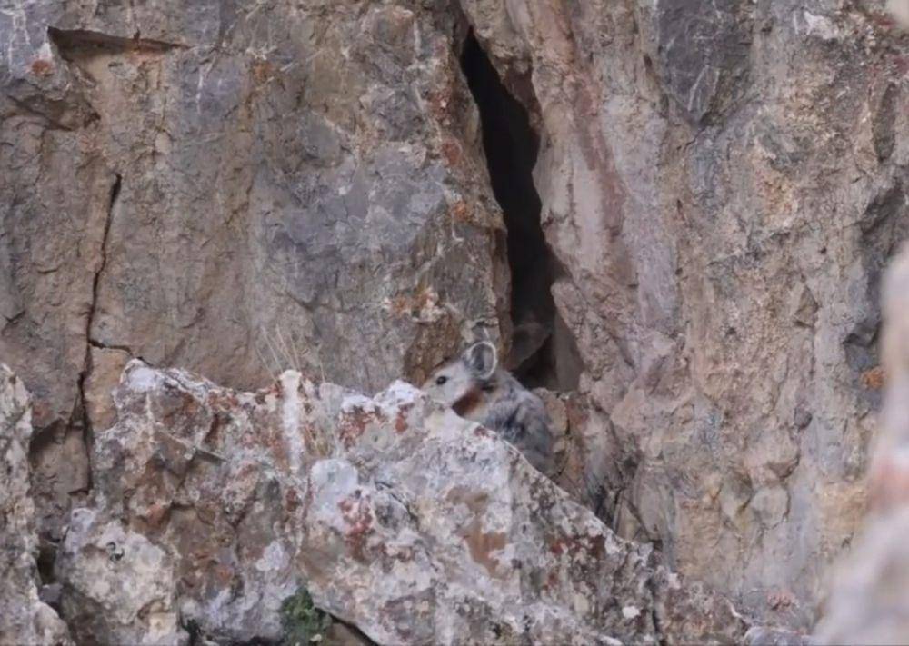 Ili pika (youtube.com/CGTN Global Watch)