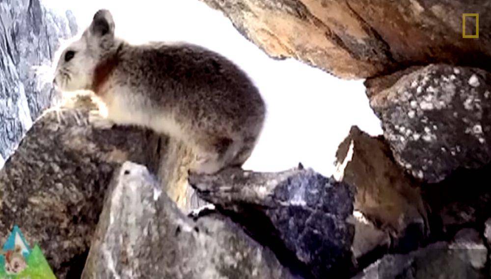 Ili pika (youtube.com/Nat Geo Wild)