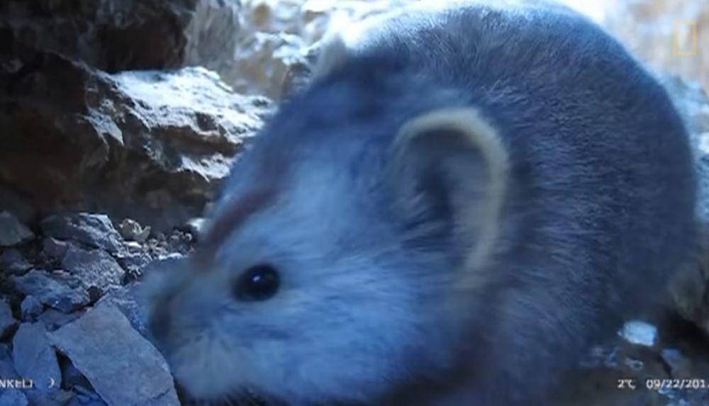 Ili pika (youtube.com/Nat Geo Wild)