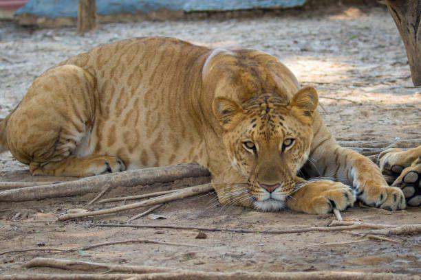 7 Fakta Liger, Hybrid Singa dan Harimau yang Berukuran Besar