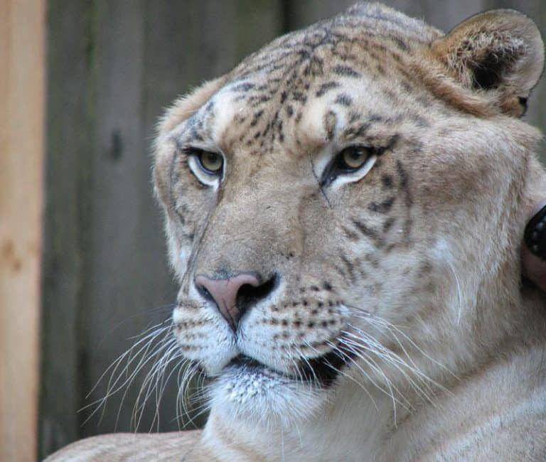 Liger memiliki perilaku mirip singa (Flickr.com/All West)