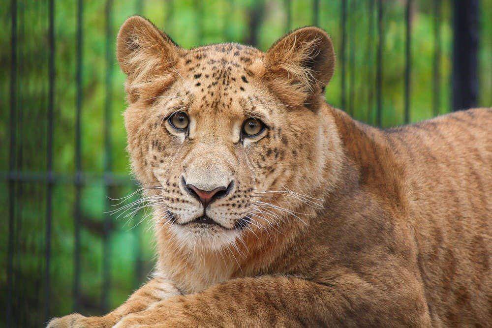 Anak liger (shutterstock.com/Lizov Ivan)