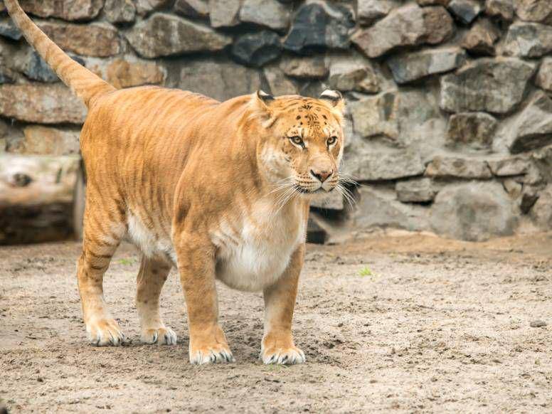 Liger dapat mengalami obesitas (factanimal.com)