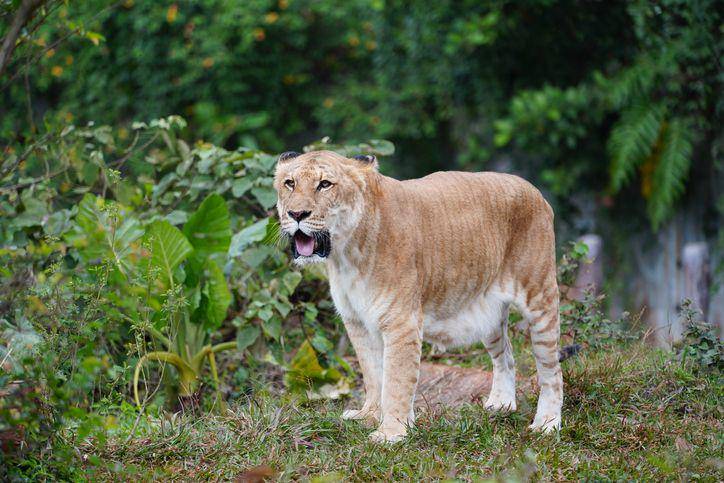 Ilustrasi liger (istockphoto.com/old3310)