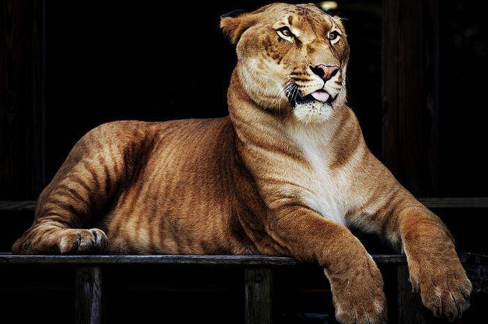 Ilustrasi liger (rawpixel.com/Carol M Highsmith)