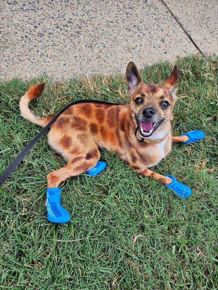 potret lucu anjing memakai sepatu (reddit.com/Avbitten)