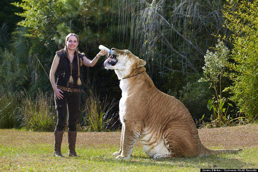 Liger dapat mengalami gigantisme (dok. Guinness World Records/James E.)