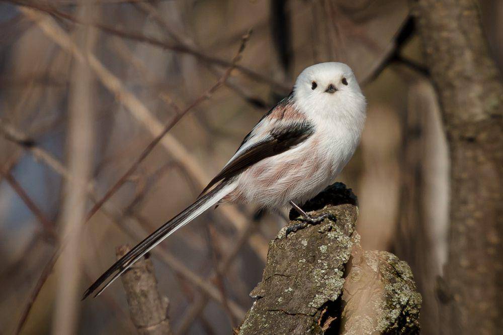 potret burung long-tailed tit (commons.wikimedia.org/Ekytza)