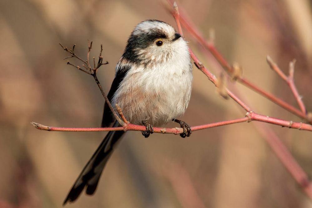 potret burung long-tailed tit (commons.wikimedia.org/Alexis Lours)