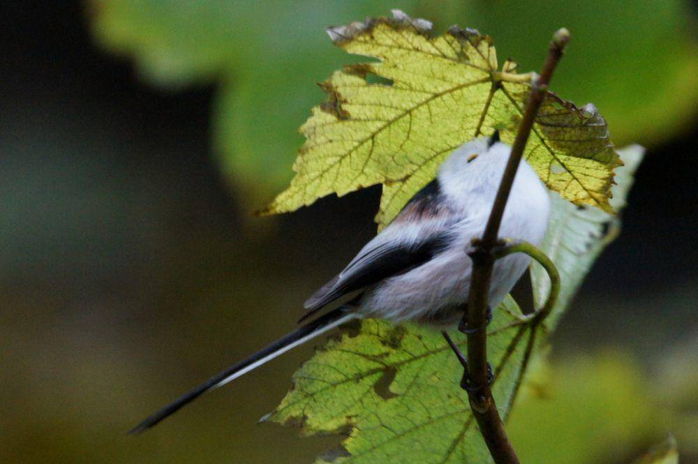 potret burung long-tailed tit (commons.wikimedia.org/Mike Pennington)