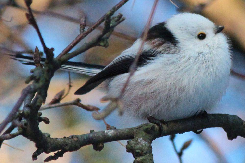 potret burung long-tailed tit (commons.wikimedia.org/Gegik)