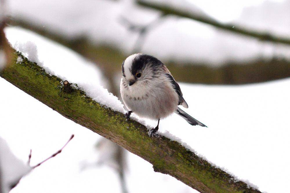 potret burung long-tailed tit (commons.wikimedia.org/Tomas Broucek)