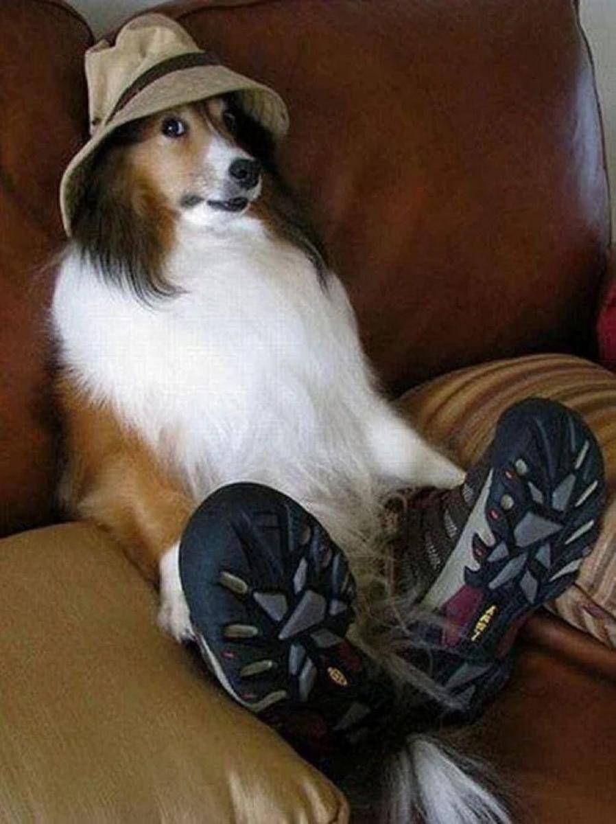 potret lucu anjing memakai sepatu (reddit.com/Danger0usbeans)