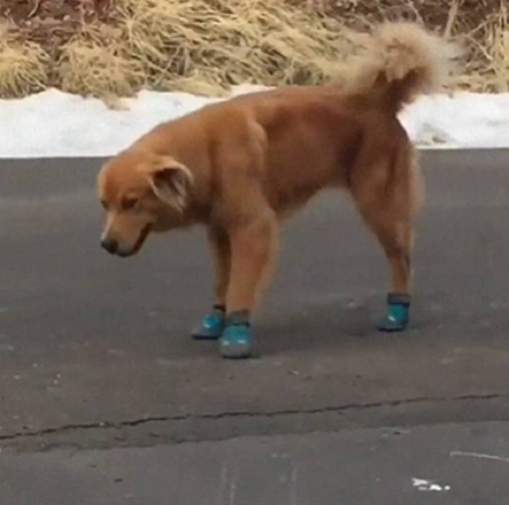 potret lucu anjing memakai sepatu (reddit.com/your_myst_journal)