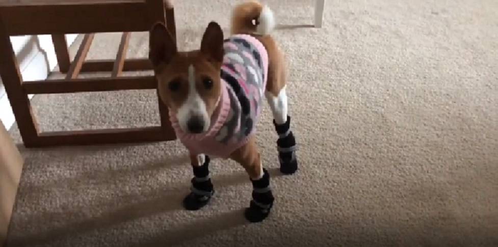 potret lucu anjing memakai sepatu (reddit.com/ManBearPig2114)