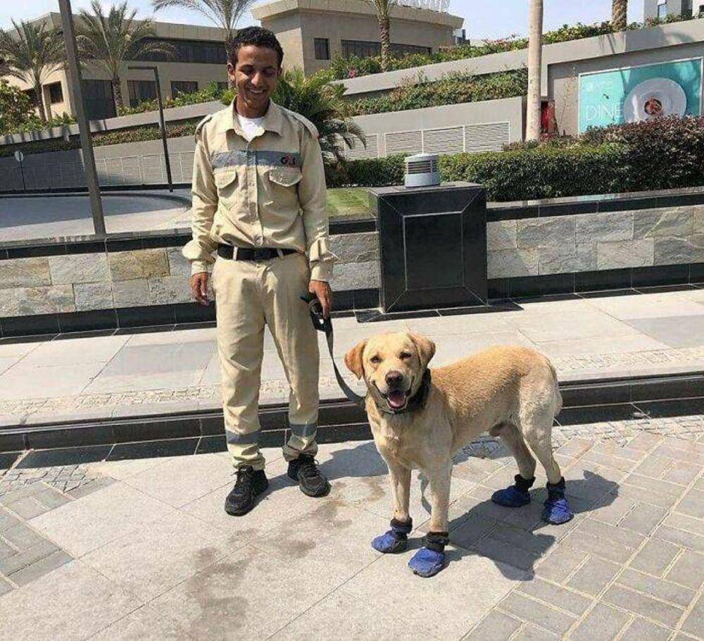 potret lucu anjing memakai sepatu (reddit.com/little_angel56)
