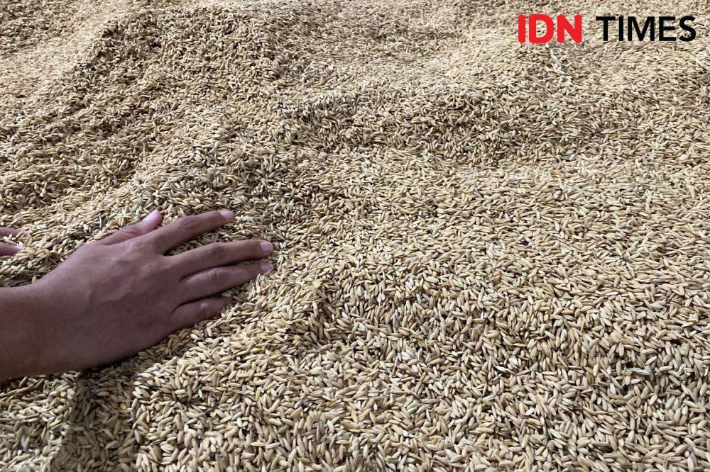 Petani Tabanan Belum Rasakan Naiknya Harga Gabah