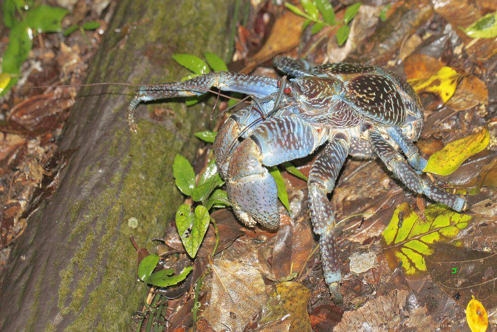 ketam kenari (commons.m.wikimedia.org/Nippon510)