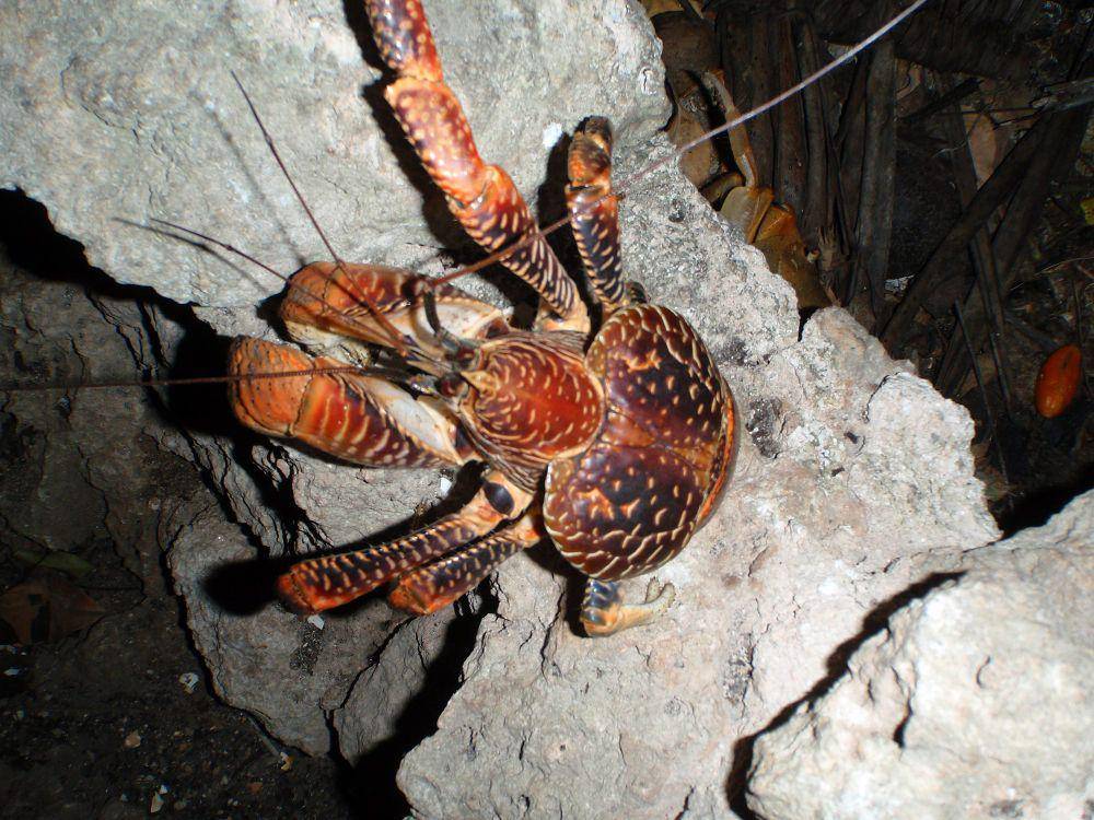 ketam kenari (commons.m.wikimedia.org/Olivier Lejade)