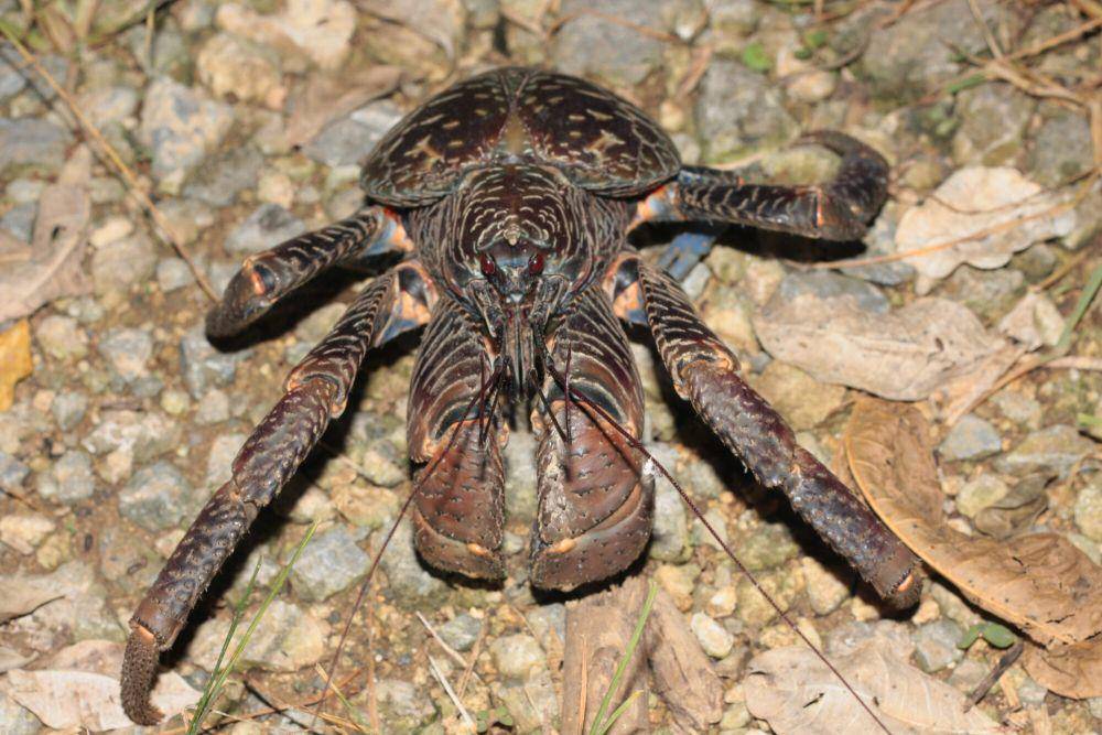Ketam kenari (commons.m.wikimedia.org/B. P. White)