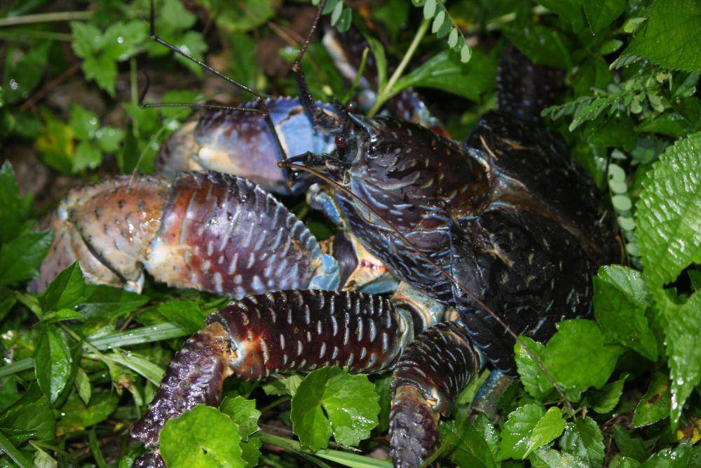 ketam kenari (commons.m.wikimedia.org/B. P. White)