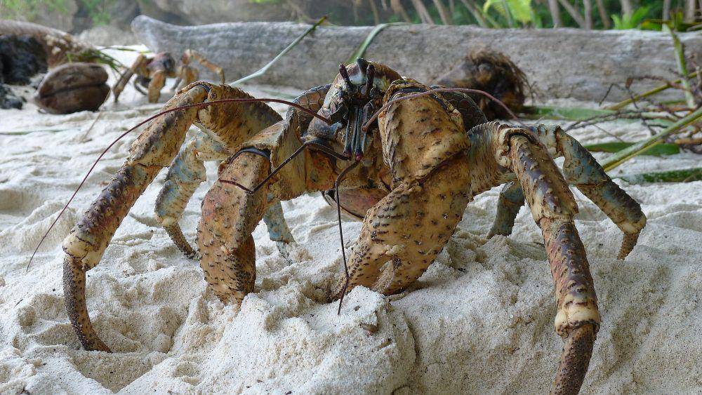 ketam kenari (commons.m.wikimedia.org/John Tann)
