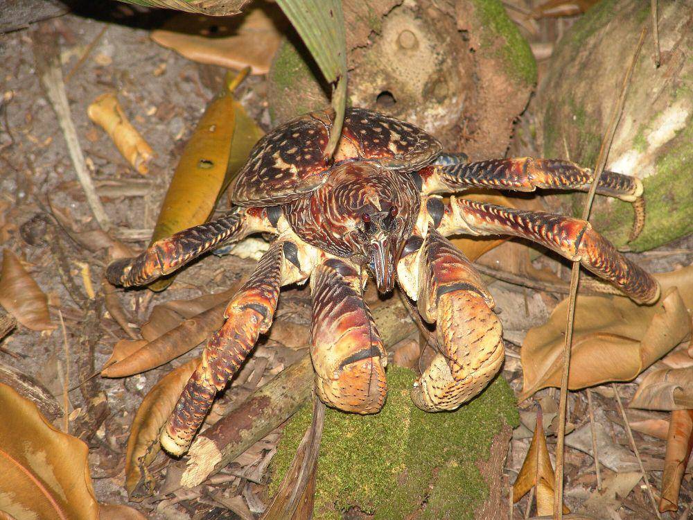 ketam kenari (commons.m.wikimedia.org/Drew Avery)