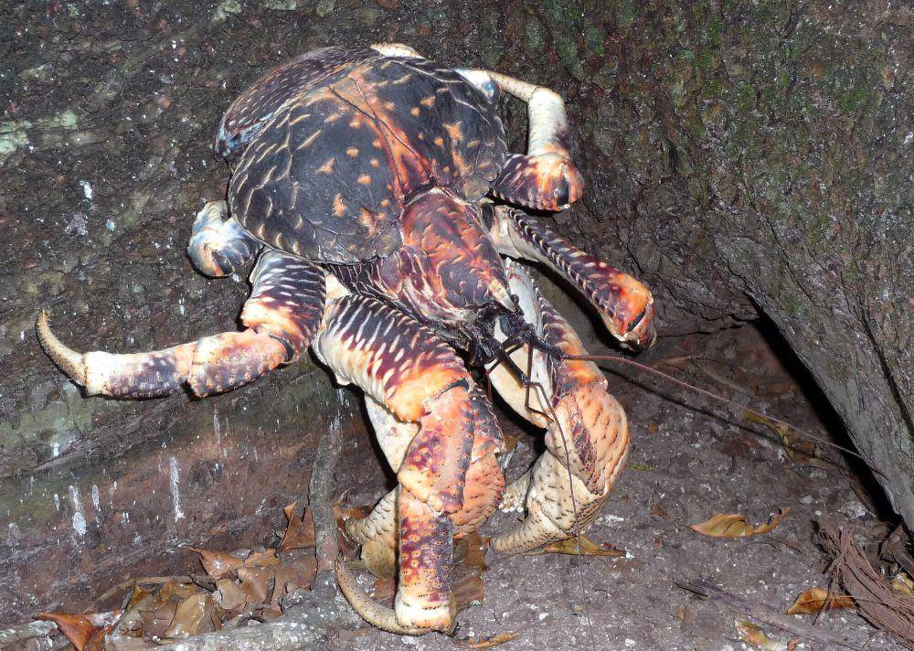 ketam kenari (commons.m.wikimedia.org/Drew Avery)