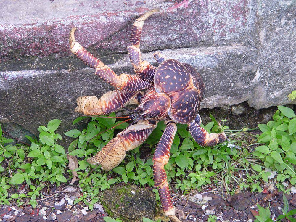 ketam kenari (commons.m.wikimedia.org/Anne Sheppard)