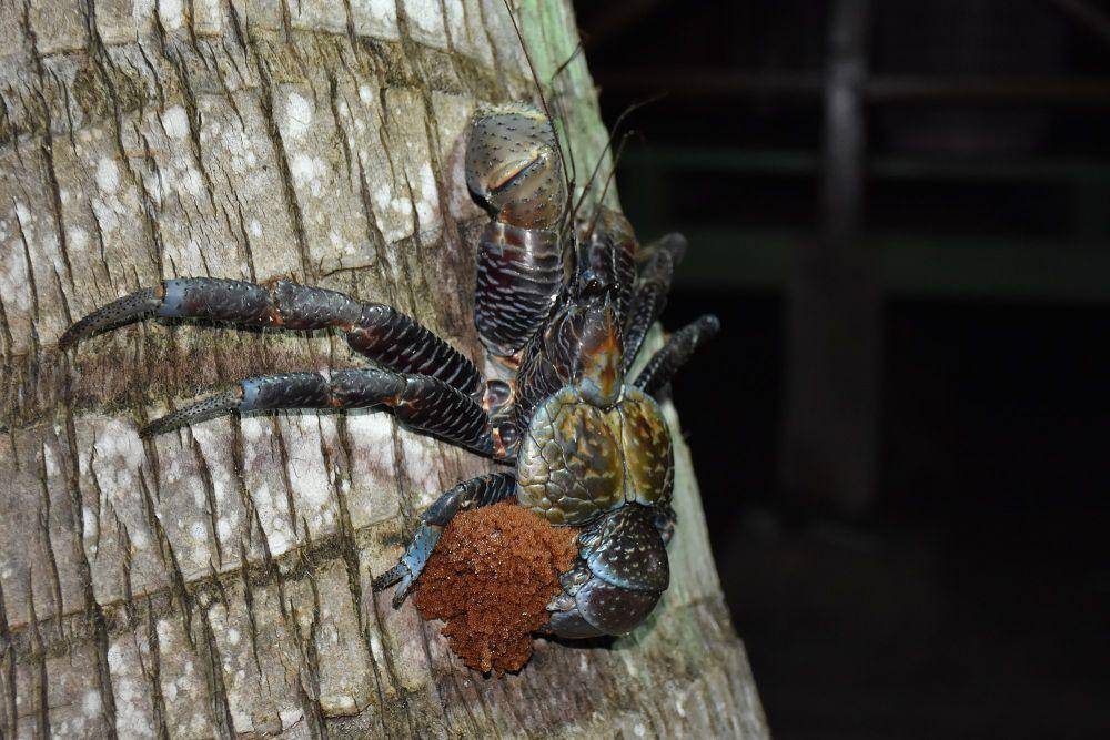 ketam kenari (commons.m.wikimedia.org/Neisyaranifauzia)